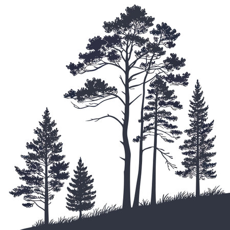 A minimalist silhouette illustration of a pine forest using simple strokes, conveying a serene and natural outdoor scene.のイラスト素材