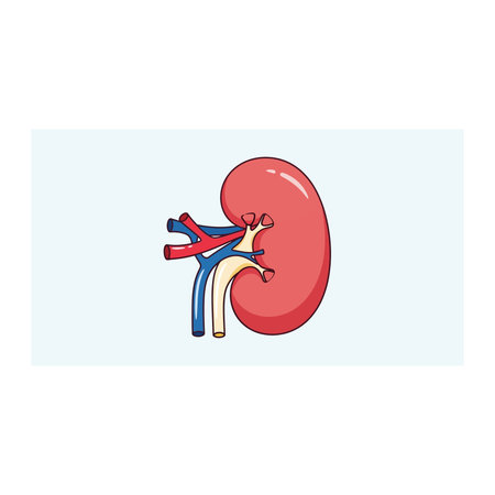 A simplified illustration of a human kidney showing renal arteries and veins, used for urology and...
