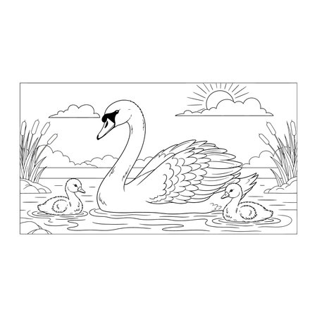 A clean line art illustration of a mother swan swimming with her two cygnets in a pond, designed as a relaxing coloring page for children, cygnet, pond, birds, nature, page, line, animal, bird, kidsのイラスト素材