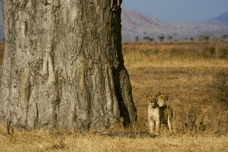 Two young lions looking for mother in savannah of Mikumi National Park, Tanzaniaの写真素材