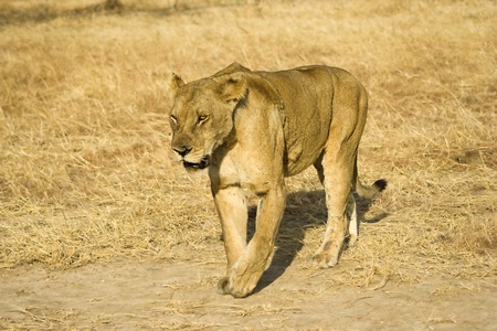Lioness in Mikumi National Park, Tanzaniaの写真素材