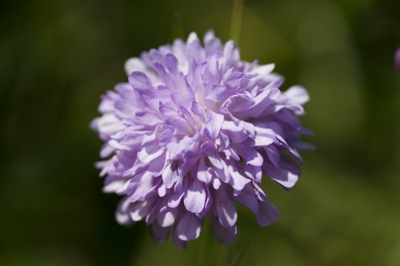 Flower of Knautia arvensis commonly known as Field Scabiousの写真素材