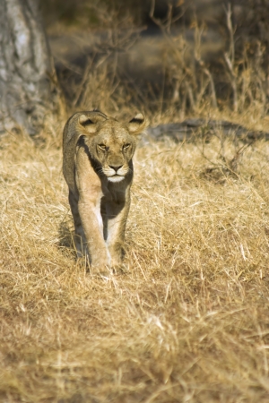 Lioness in Mikumi National Park, Tanzaniaの写真素材