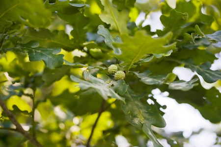 Growing acorns on oak branches in summer timeの写真素材