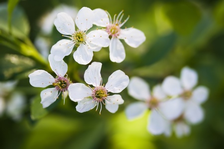Wild Cherry Blooming in the forest at the foothills of South Ural Mountains, Russiaの写真素材