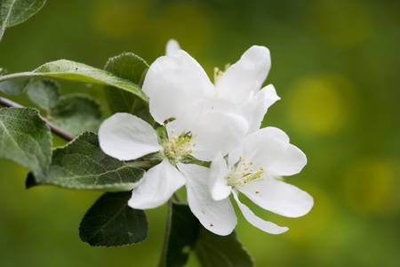 Apple blossom in the garden, Bashkortostan, Russiaの写真素材
