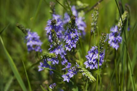 Wild Veronica prostrata on the meadow at the foothills of South Ural Mountains, Russiaの写真素材