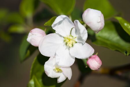 Apple blossom in the garden, Bashkortostan, Russiaの写真素材