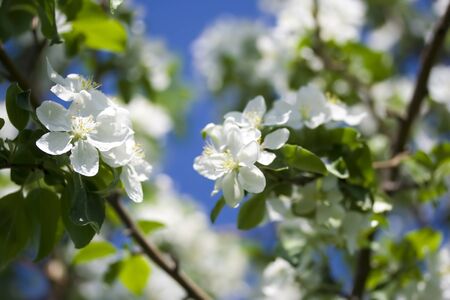 Apple blossom in the garden, Bashkortostan, Russiaの写真素材