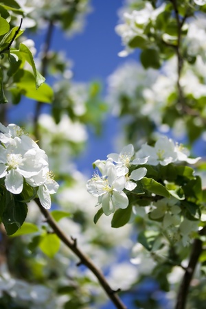 Apple blossom in the garden, Bashkortostan, Russiaの写真素材
