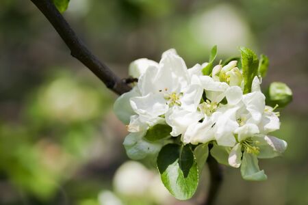 Apple blossom in the garden, Bashkortostan, Russiaの写真素材