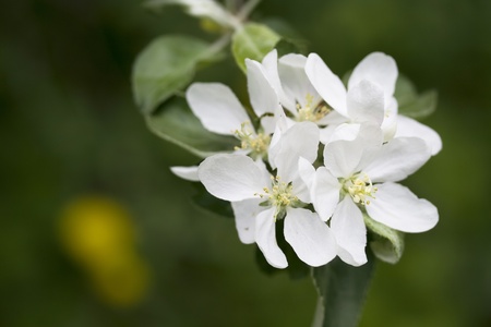 Apple blossom in the garden, Bashkortostan, Russiaの写真素材