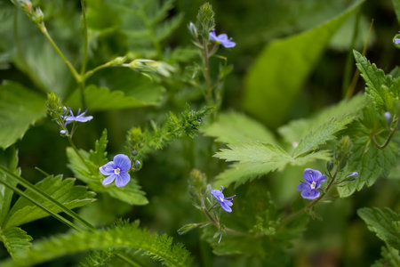 Blooming Veronica plant on the meadowの写真素材