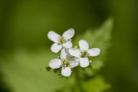 Blooming Shepherd39spurse on the meadowの写真素材
