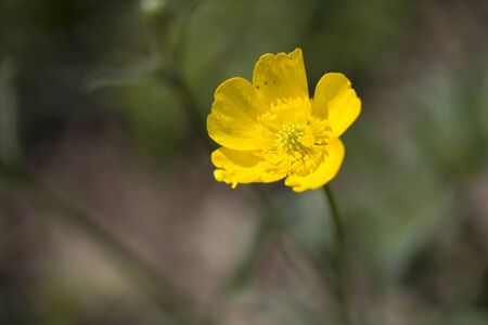 Yellow Ranunculus blooming on the meadowの写真素材