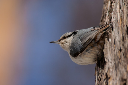 Eurasian nuthatch sitting on the bark of a treeの写真素材