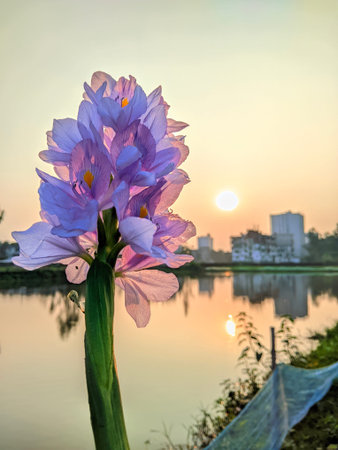 Sunset and The Flower (Common Water Hyacinth)