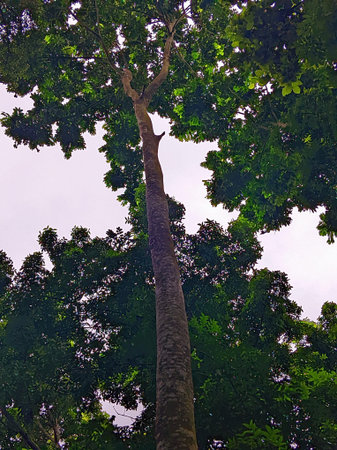 Tree in the rainforest of Costa Rica, Central America, South America