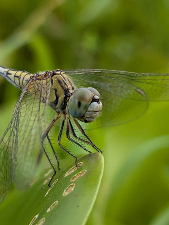 Close up of a dragonfly on a green leaf in the sun