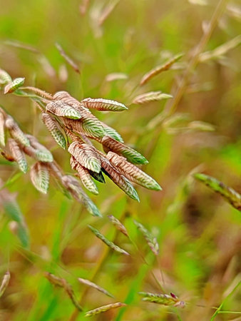 Green grass in the meadow. Shallow depth of field.