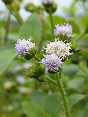 Praxelis is a genus of flowering plants in the Eupatorieae family in the Asteraceae family