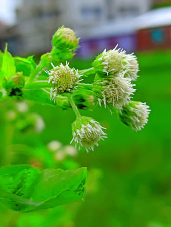Praxelis is a genus of flowering plants in the Eupatorieae family in the Asteraceae family