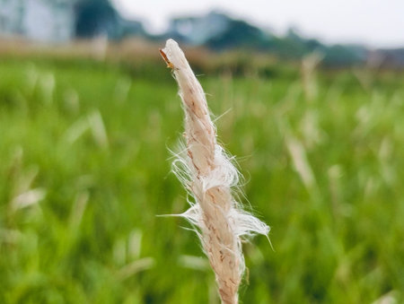 Grass flower in the meadow. Nature background. Selective focus.
