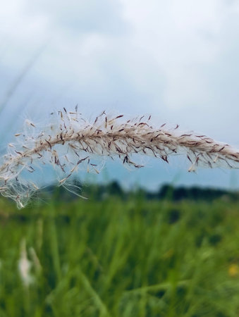 Fluffy grass on the background of the summer landscape. Soft focus.