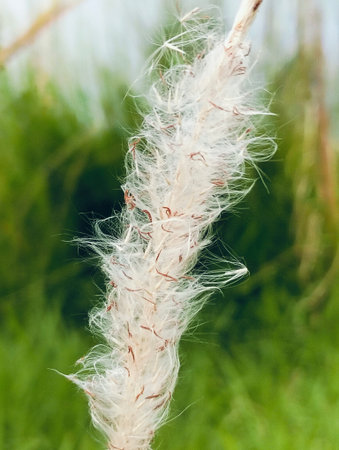 Close up of dry grass in the field, shallow depth of field