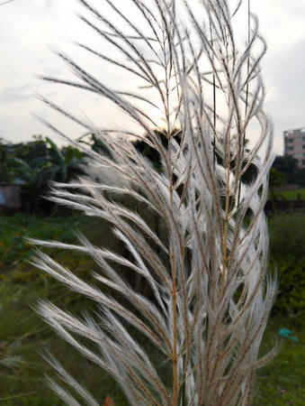 Close up of pampas grass flower in the garden, Thailand.