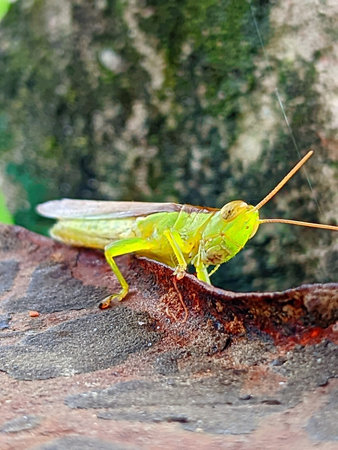 Grasshopper on a tree bark.