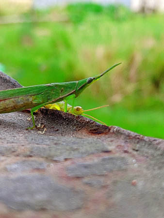 Green grasshopper on the roof of a house in the garden