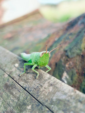 green grasshopper sitting on a wooden board, closeup of photo