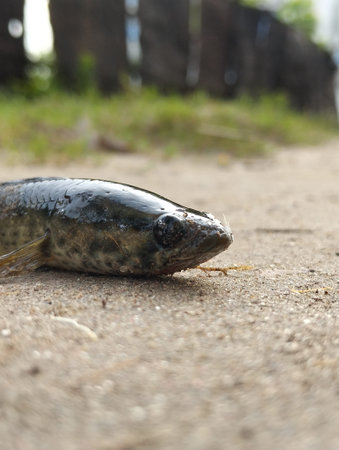 Close-up of a common catfish lying on the ground.