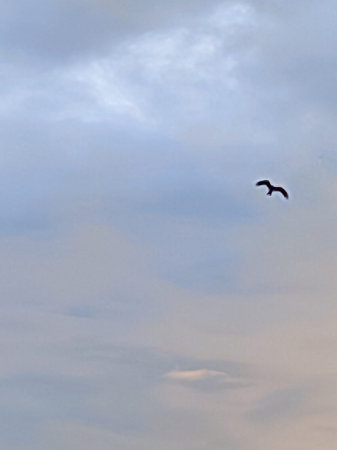Silhouette of a seagull flying in the blue sky