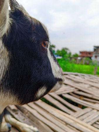 Close up of black and white goat on a farm in India.