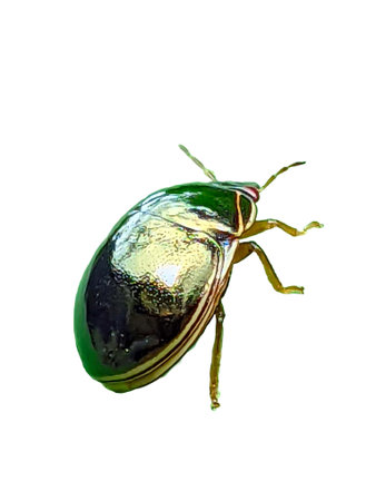 Green beetle isolated on white background, clipping path included in file.