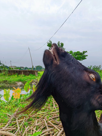 Black goat eating grass in the field at Chiang Rai province, Thailand.