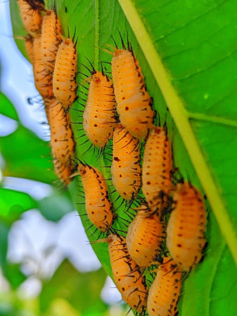yellow ladybug larvae on green leaf in the wild