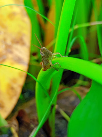 Grasshopper on the grass in the garden, Thailand.