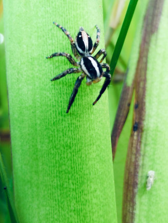 jumping spider on green leaf in nature or in the garden.