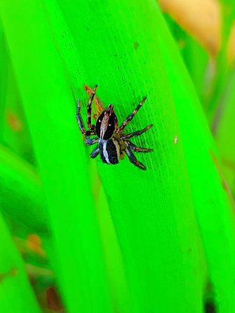 jumping spider in green nature or in the garden at thailand