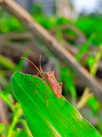 Heteroptera on green leaf in the garden, stock photo