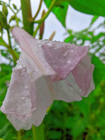 Blooming White Flowers On Wild Ipomoea carnea Plant.