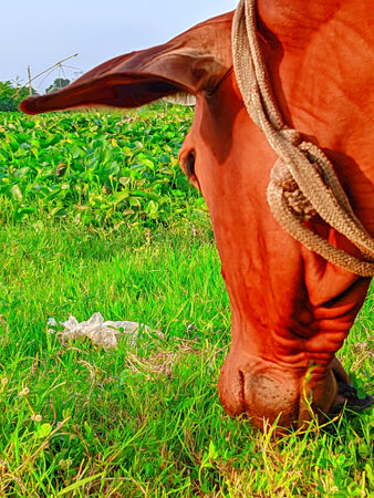 Close up of a cow
