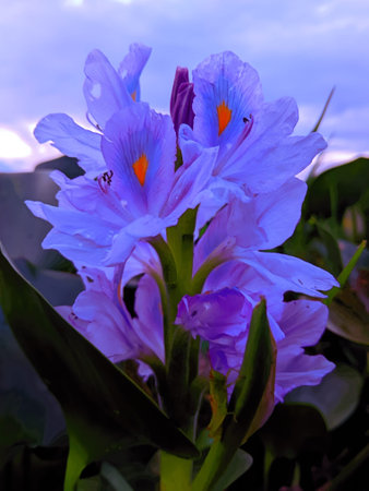 Beautiful Common Water Hyacinth (Eichhornia crassipes) flower