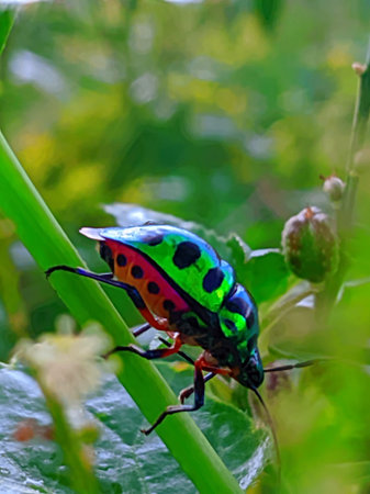 Jewel bugs or metallic shield bugs.Scutelleridae is a family of true bugs.
