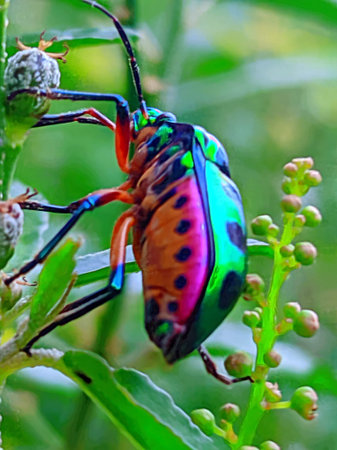 Jewel bugs or metallic shield bugs.
