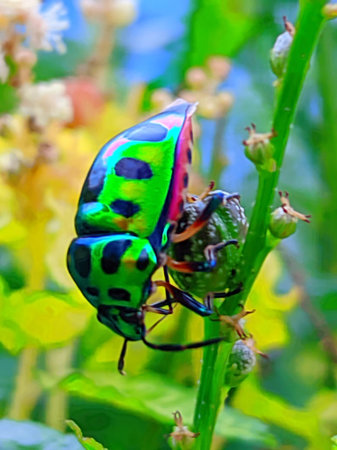 Jewel bugs or metallic shield bugs.