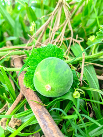 green melon on the green grass in the garden, stock photo
